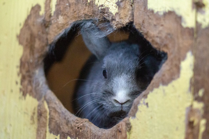 Rabbit looking through hole in house