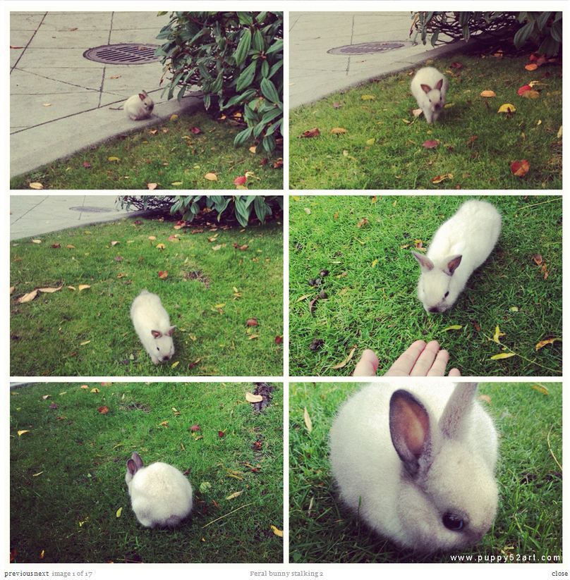 feral-bunny-stalking-2-white-capture