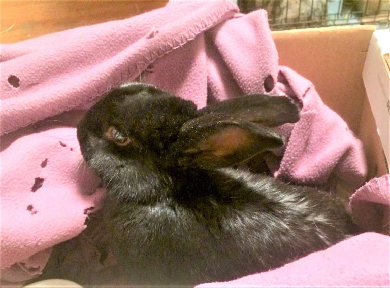 Trooper, broken leg bunny Rabbitats