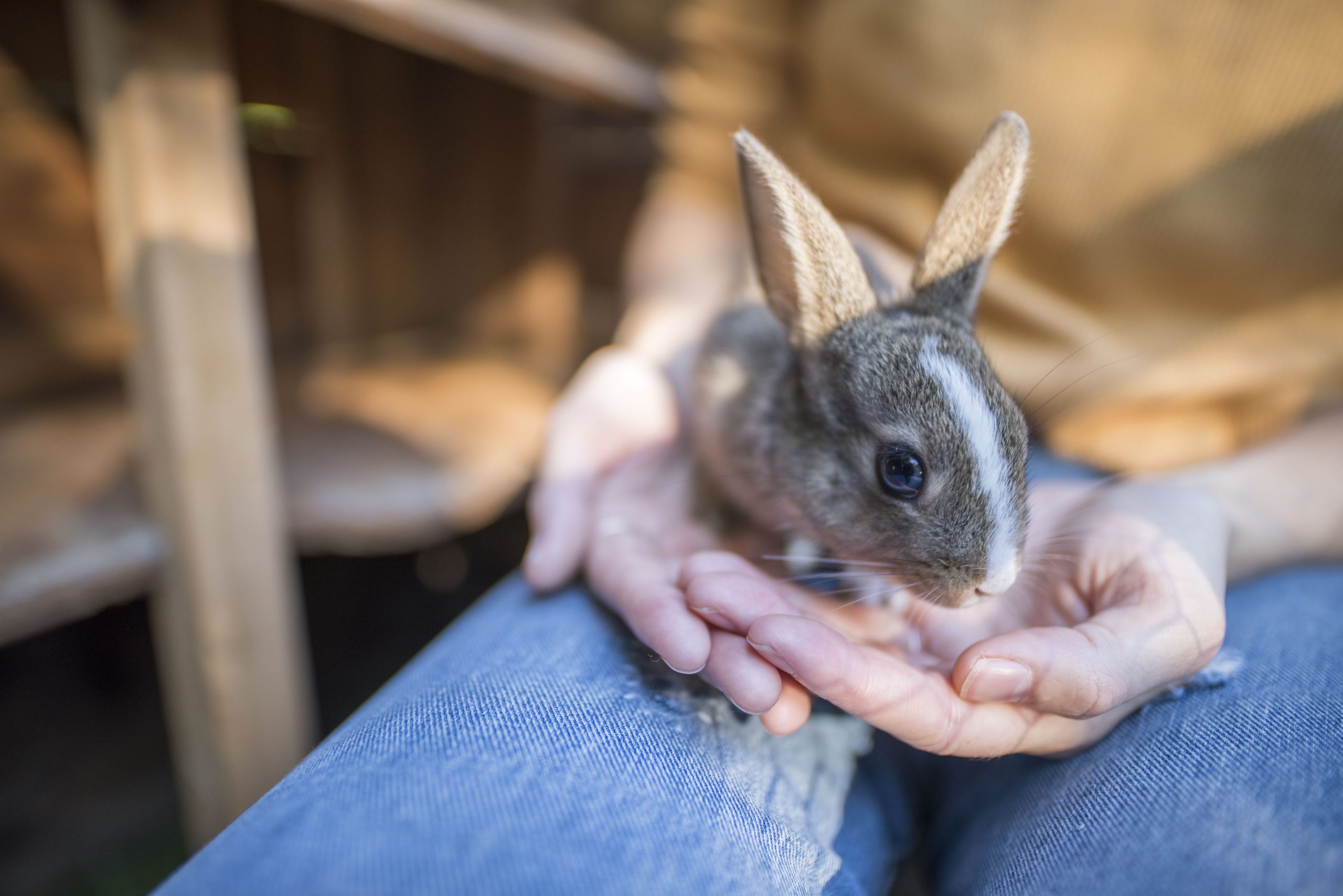 Donation Confirmation Rabbitats