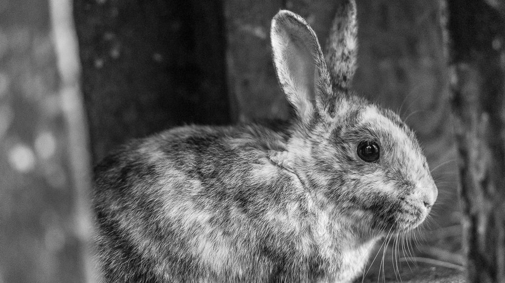 Donate - Rabbitats