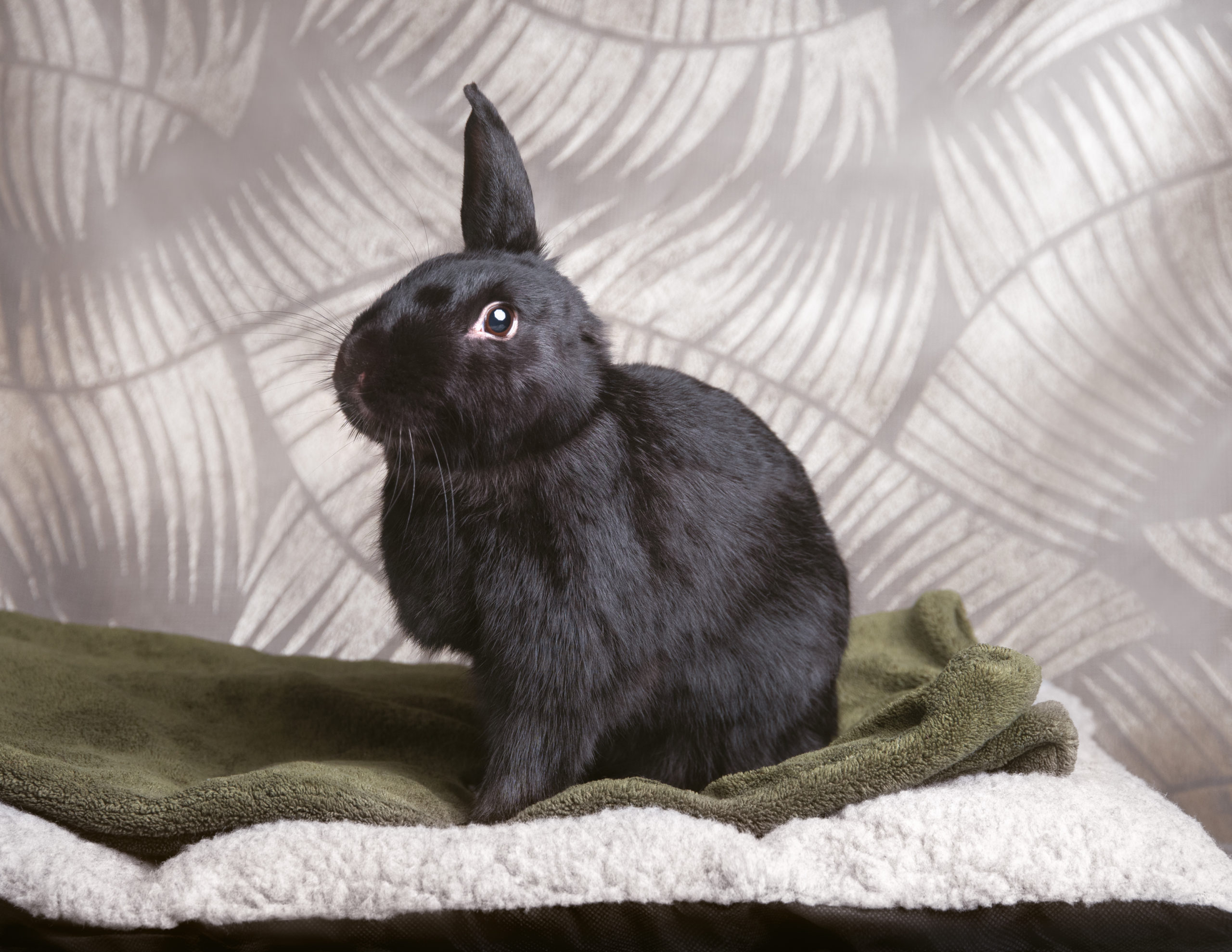Media - Rabbitats