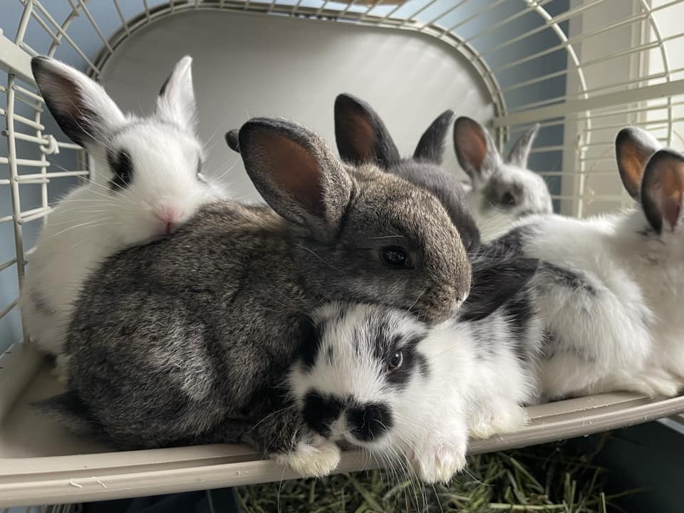 New Volunteers - Rabbitats