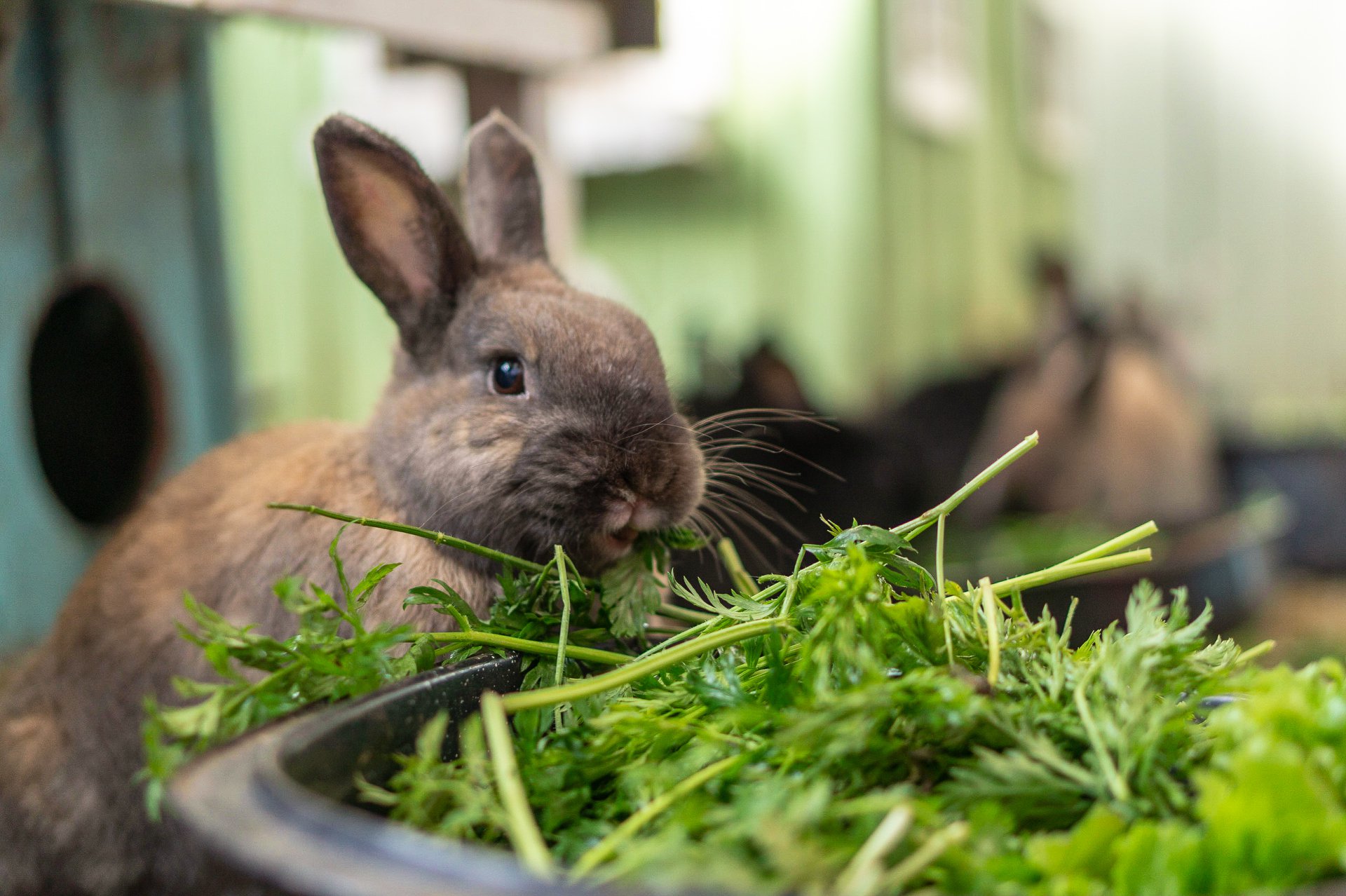 Membership - Rabbitats